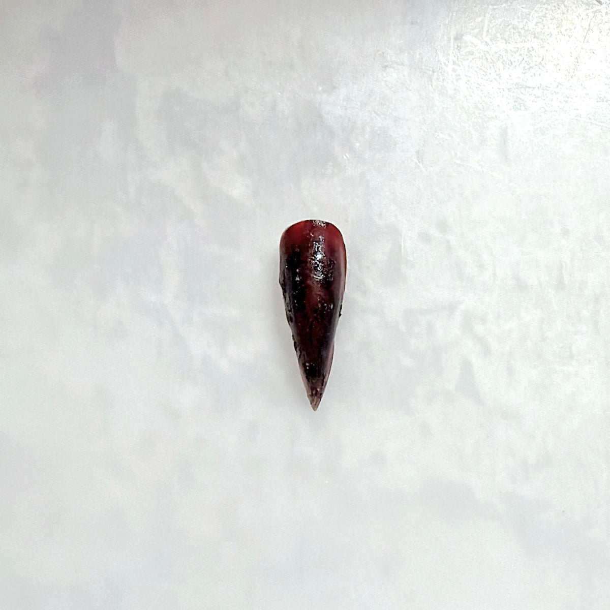 HAHS048 Cat Claw